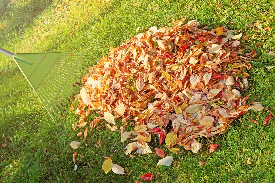 sweeping the dry leaves 